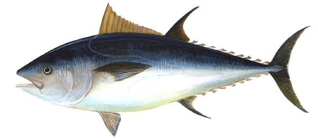  Tuna Fishing Combos